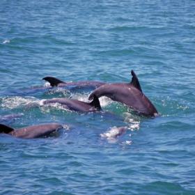 Myrtle Beach Adventures Photo