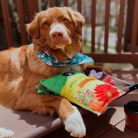 Pet Supplies Plus Photo