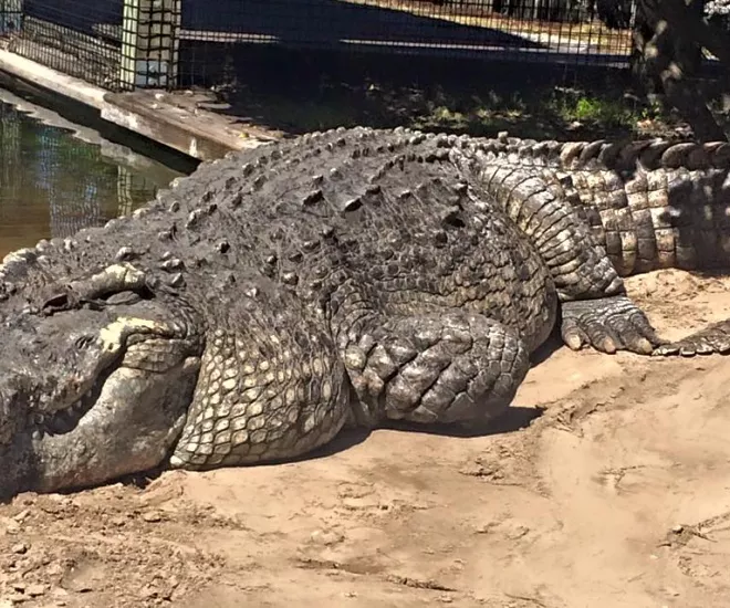 Alligator