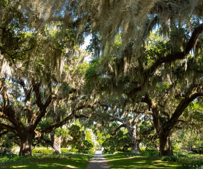 Moss draped Oaks at Brookgreen Gardens in Murrells Inlet