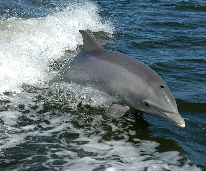 Close up of dolphin jumping from water