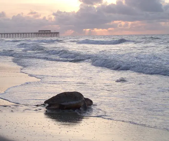 Sea Turtle on Myrtle Beach