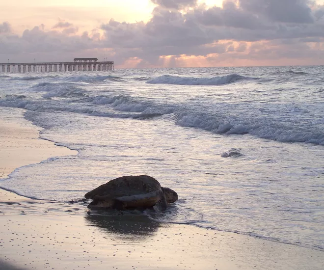 Sea Turtle on Myrtle Beach