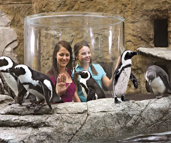 Ripley's Aquarium Penguin Periscope