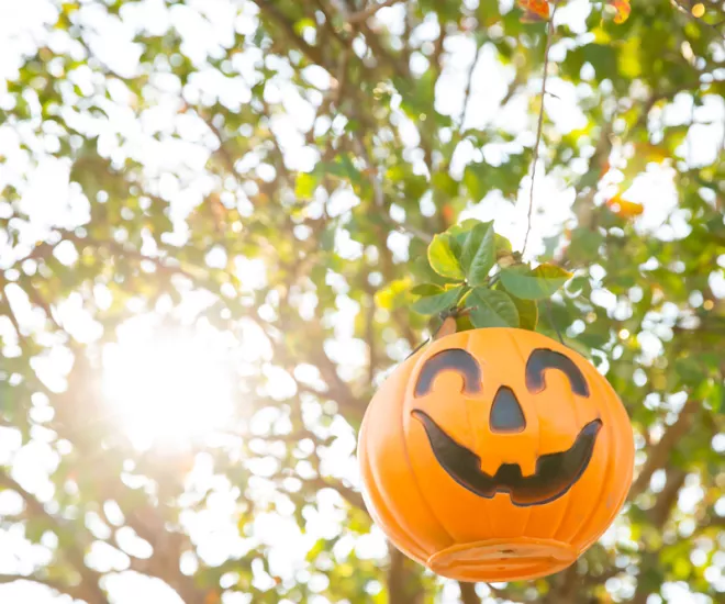 Halloween pumpkins in trees in Conway