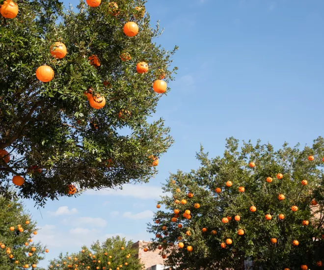 Pumpkins in the trees in downtown Conway