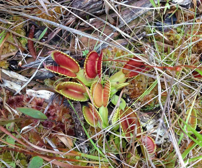 Venus Flytrap  San Diego Zoo Wildlife Explorers