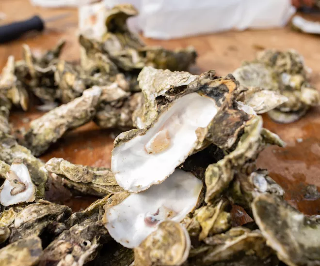 Fresh oysters on a table