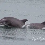 Express Watersports - $3 Off Dolphin Watch, Sightseeing or Sunset Cruise Photo