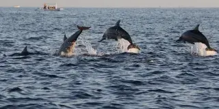 Voyager Deep Sea Fishing & Dolphin Cruises Photo 2