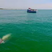 Blue Wave Adventures Dolphin Watch Tour Photo