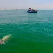 Blue Wave Adventures Dolphin Watch Tour Photo