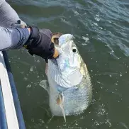 Harvest Moon Fishing Charters Photo