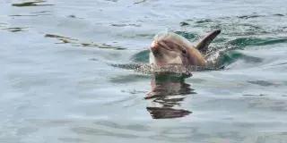 Crazy Sister Boat Tours & Dolphin Cruises Photo