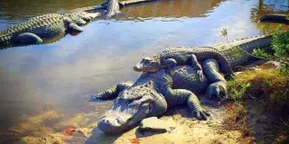 Alligator Adventure Photo