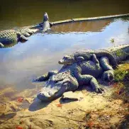 Alligator Adventure Photo