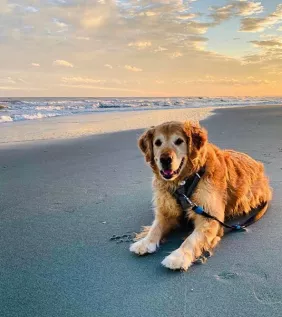 Dog on the beach