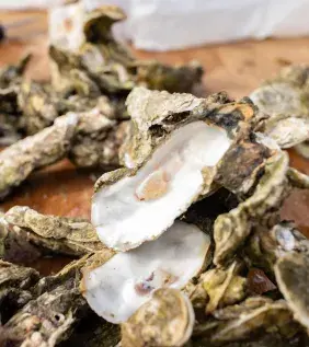 Fresh oysters on a table