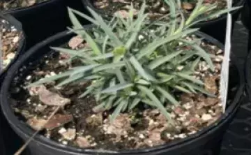 Spring Plant Sale at Brookgreen Gardens