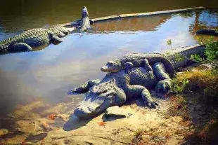 Alligators sunning