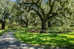 Oaks with moss