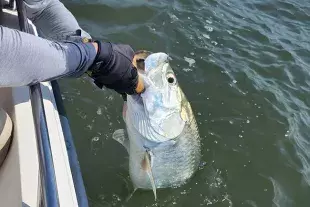 Man holding fish by the mouth over the side of a boat