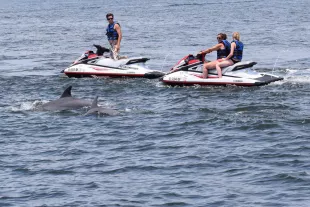 Jet Ski Dolphin Tours