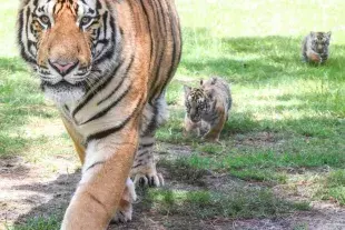 Tiger with cubs