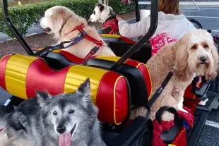 Petey's Pup Rides, pups riding in a golf cart Photo