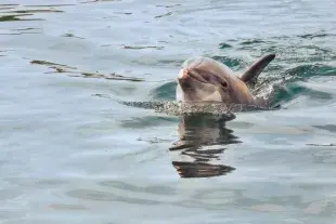 Crazy Sister Dolphin Tours & Cruises Photo 2