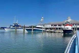 Crazy Sister Dolphin Tours & Cruises Photo