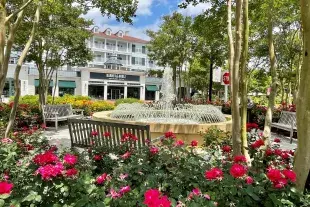 The Market Common Photo