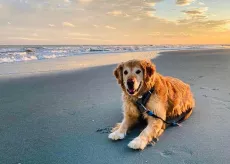 Dog on the beach