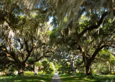 Moss draped Oaks at Brookgreen Gardens in Murrells Inlet