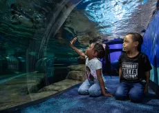 Two young children inside the Ripley's Aquarium tiny tot tunnel