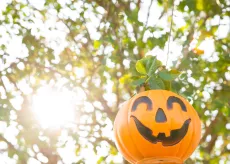 Halloween pumpkins in trees in Conway 