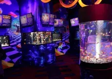 Ripley's Aquarium Goldfish Realm Credit VMB