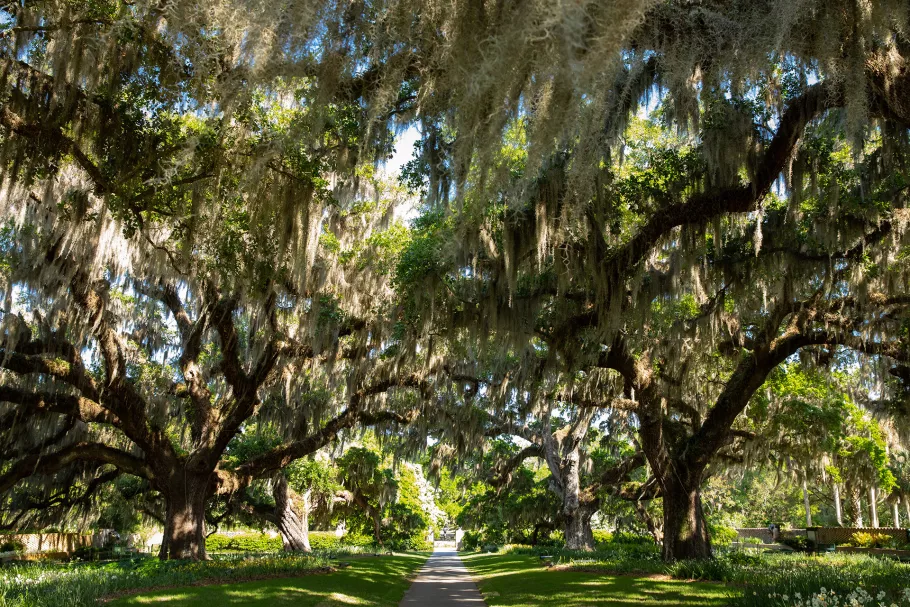 Moss draped Oaks at Brookgreen Gardens in Murrells Inlet