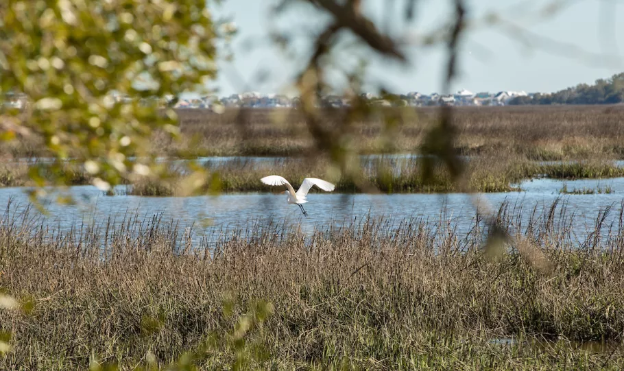 Huntington Beach State Park Birdwatching