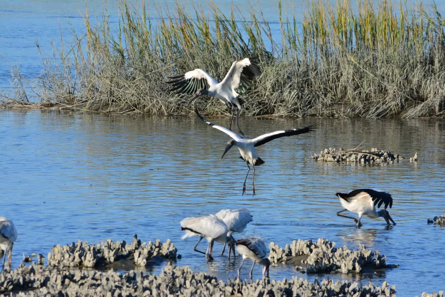 Birdwatching in Marsh grasses