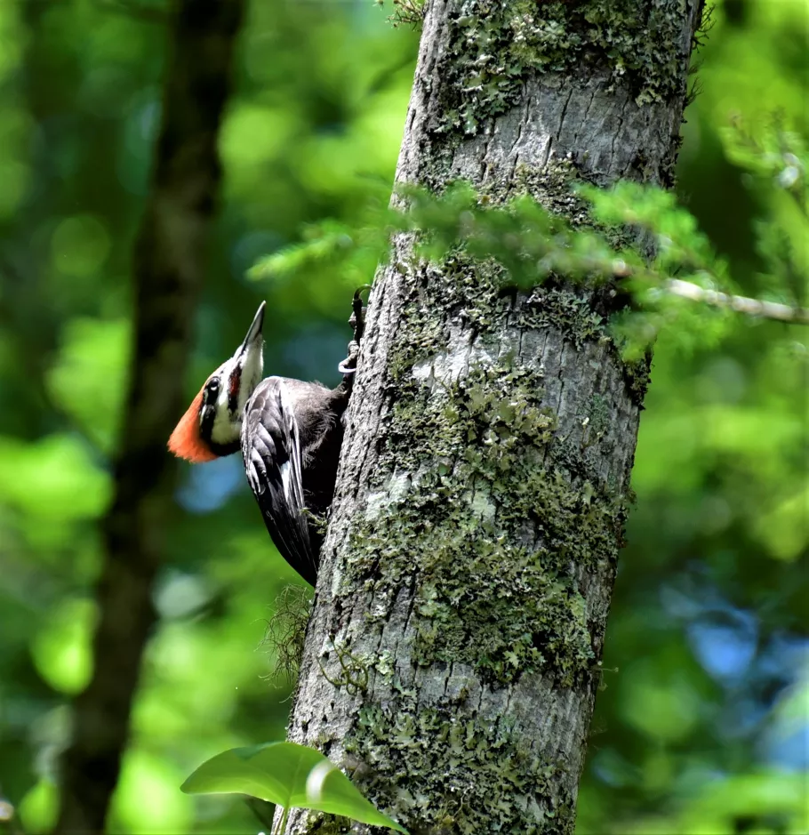 Woodpecker in the Woods, Birdwatching photo by Jo Clark