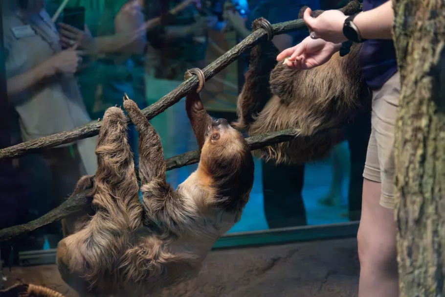 Sloths hanging in Ripley's aqurium exhibit