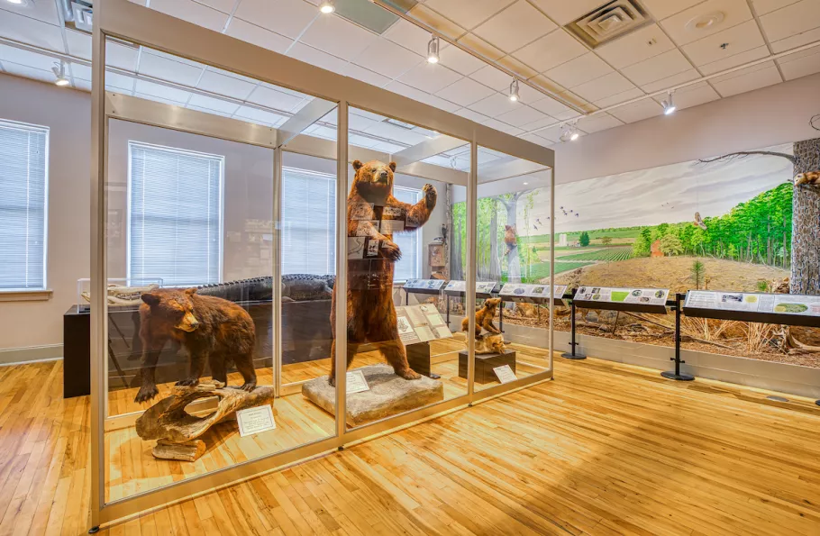 Exhibit with bear at Horry County Museum in Conway