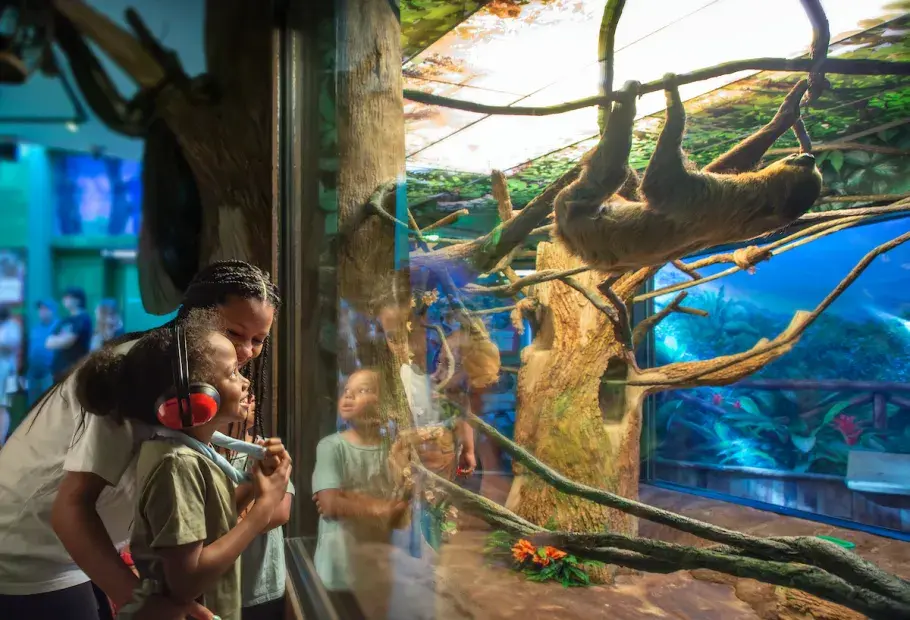 Sensory-Friendly Autism Ripley's Aquarium Sloths
