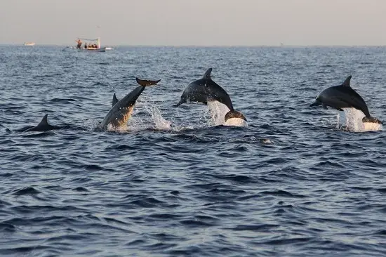 Voyager Deep Sea Fishing dolphin tours