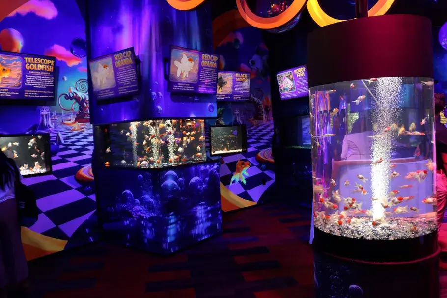 Ripley's Aquarium Goldfish Realm Credit VMB