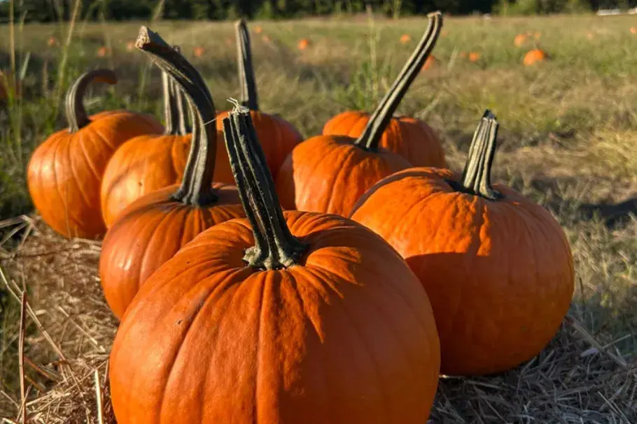 Indigo Farm Little River Pumpkins