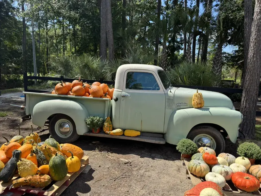 Outside Alive Farms Socastee Pumpkins