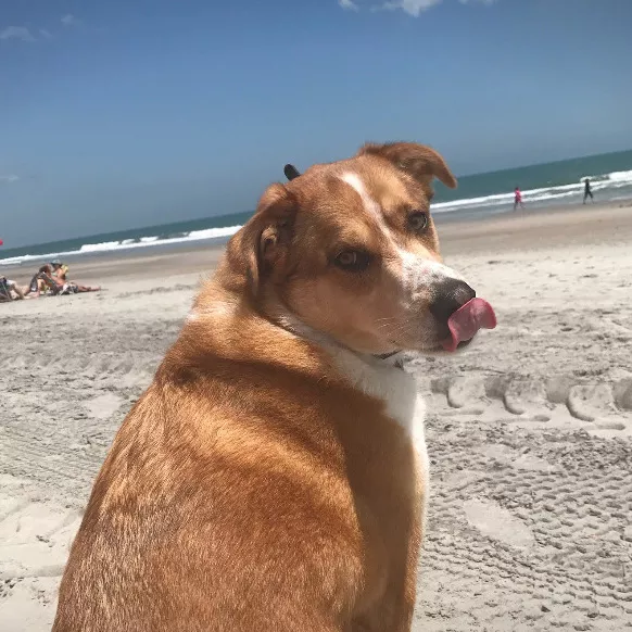A dog basking in the sun on the beach.