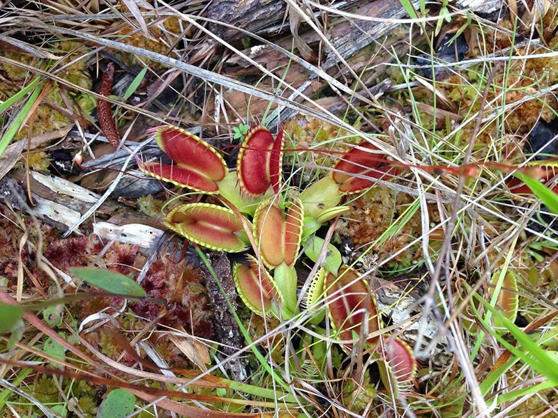 Carnivorous plants aren't as cool as you think